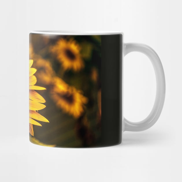 Sunflowers in bloom -Sleepy Bee by aadventures